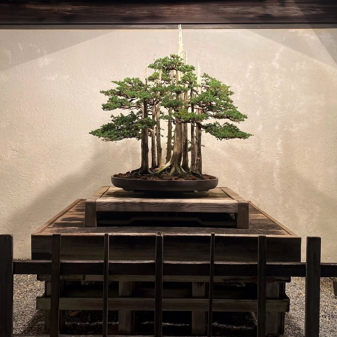 zen garden with bonsai in hallway