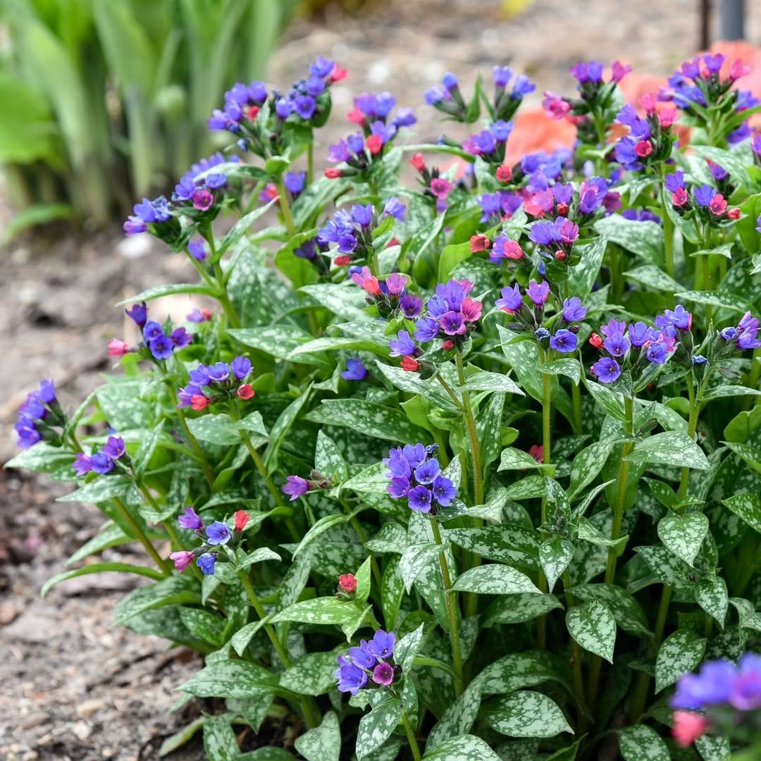 Lungwort with spotted leaves