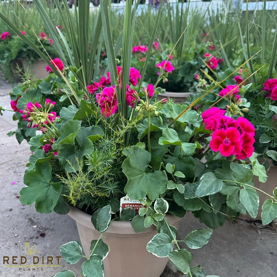 vibrant red garden pots with flowers