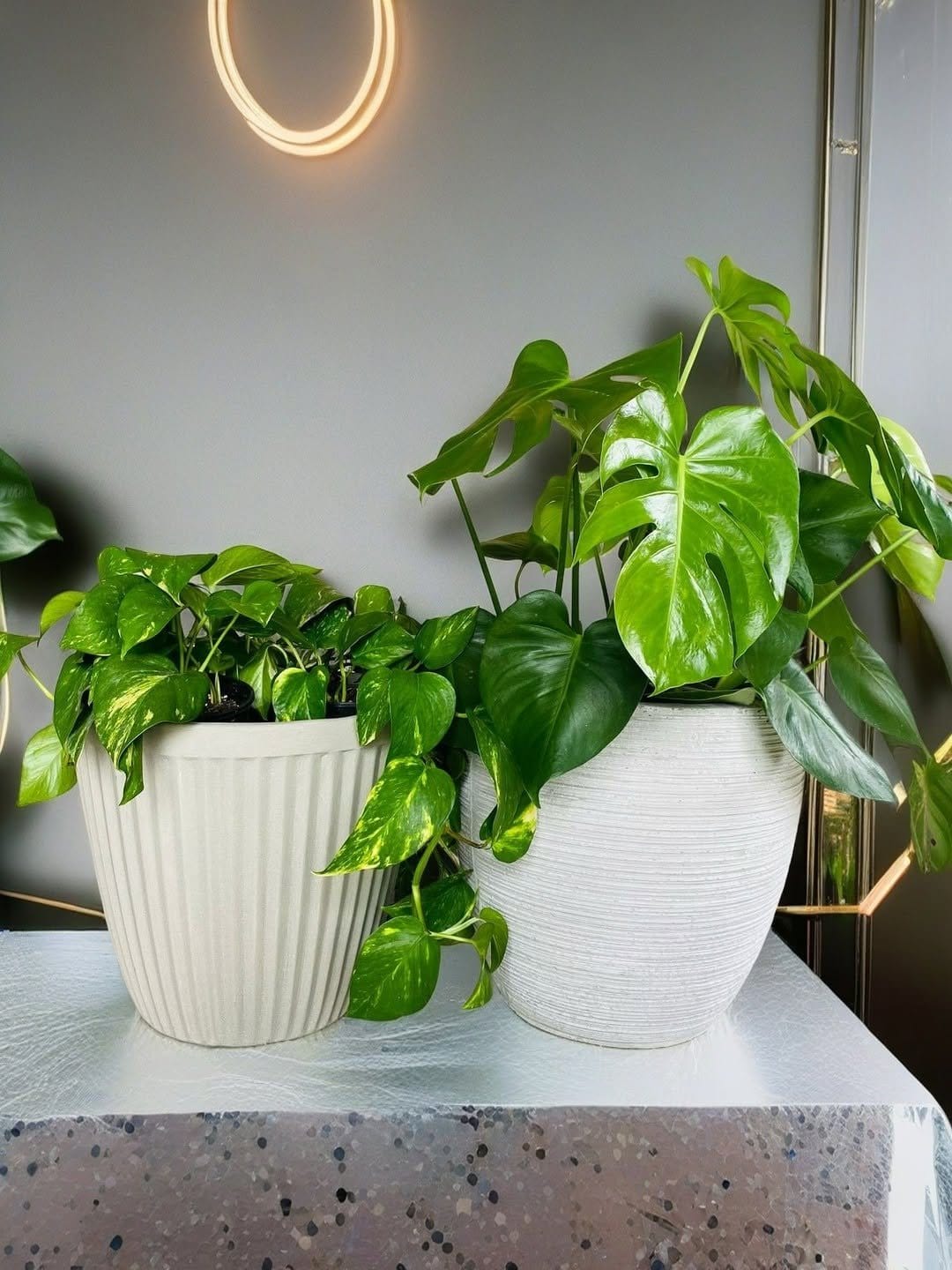 Vibrant basil and mint in terracotta pots