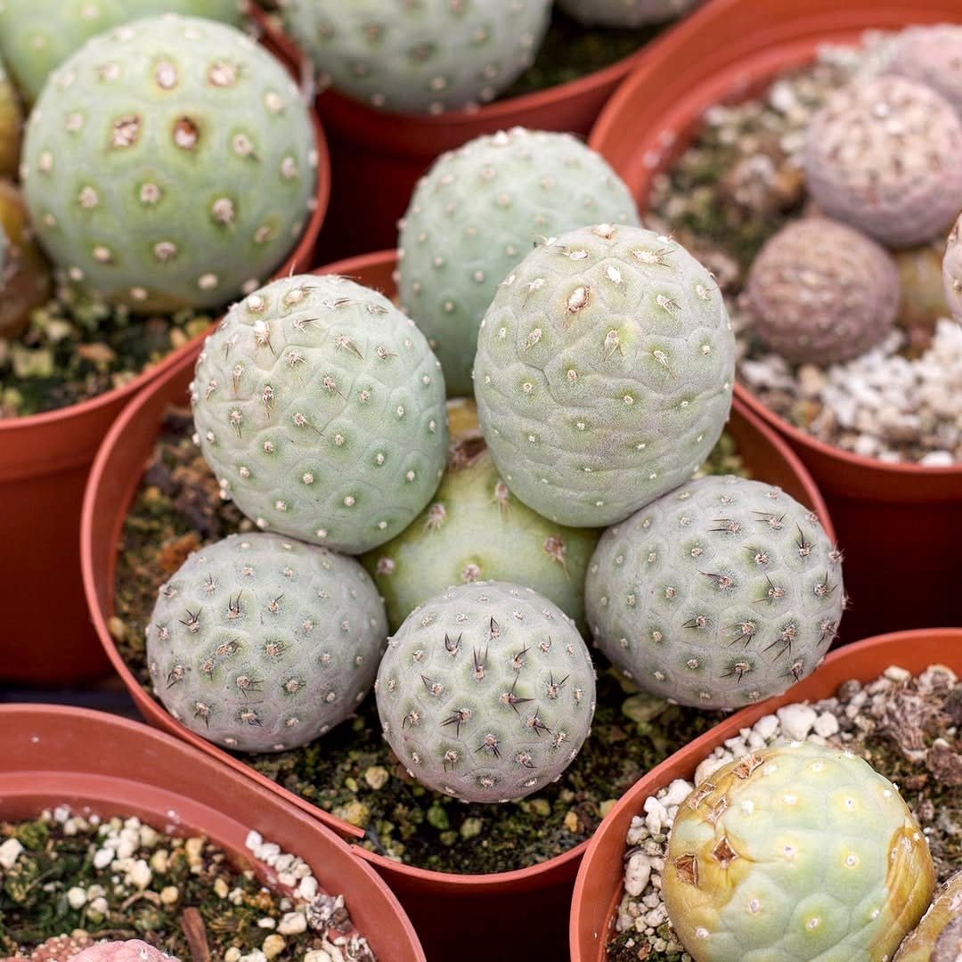 geometric planters with rare cacti