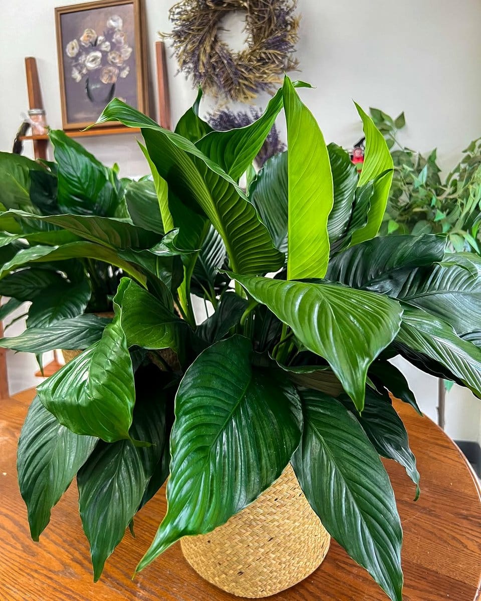 Peace lily on bedside table