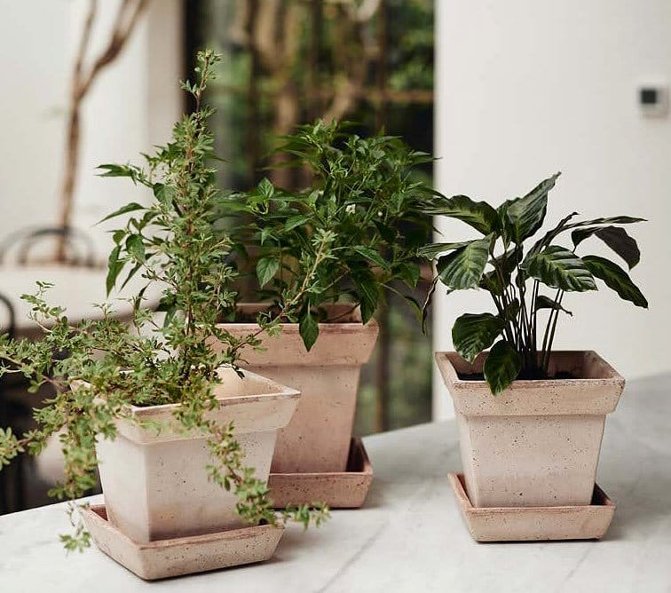 Exotic futuristic plant in metallic pot