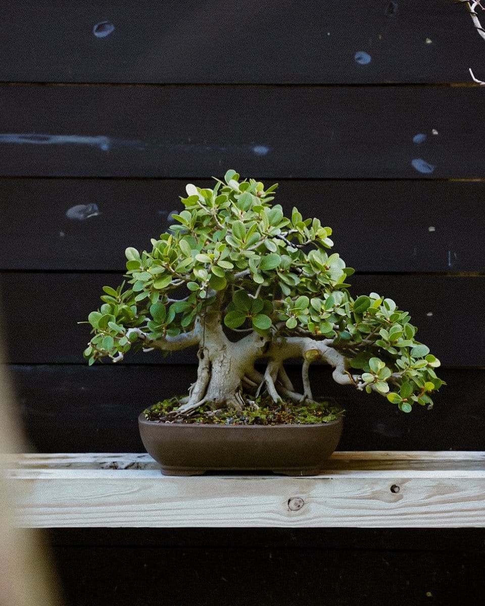 artistic tray with bonsai