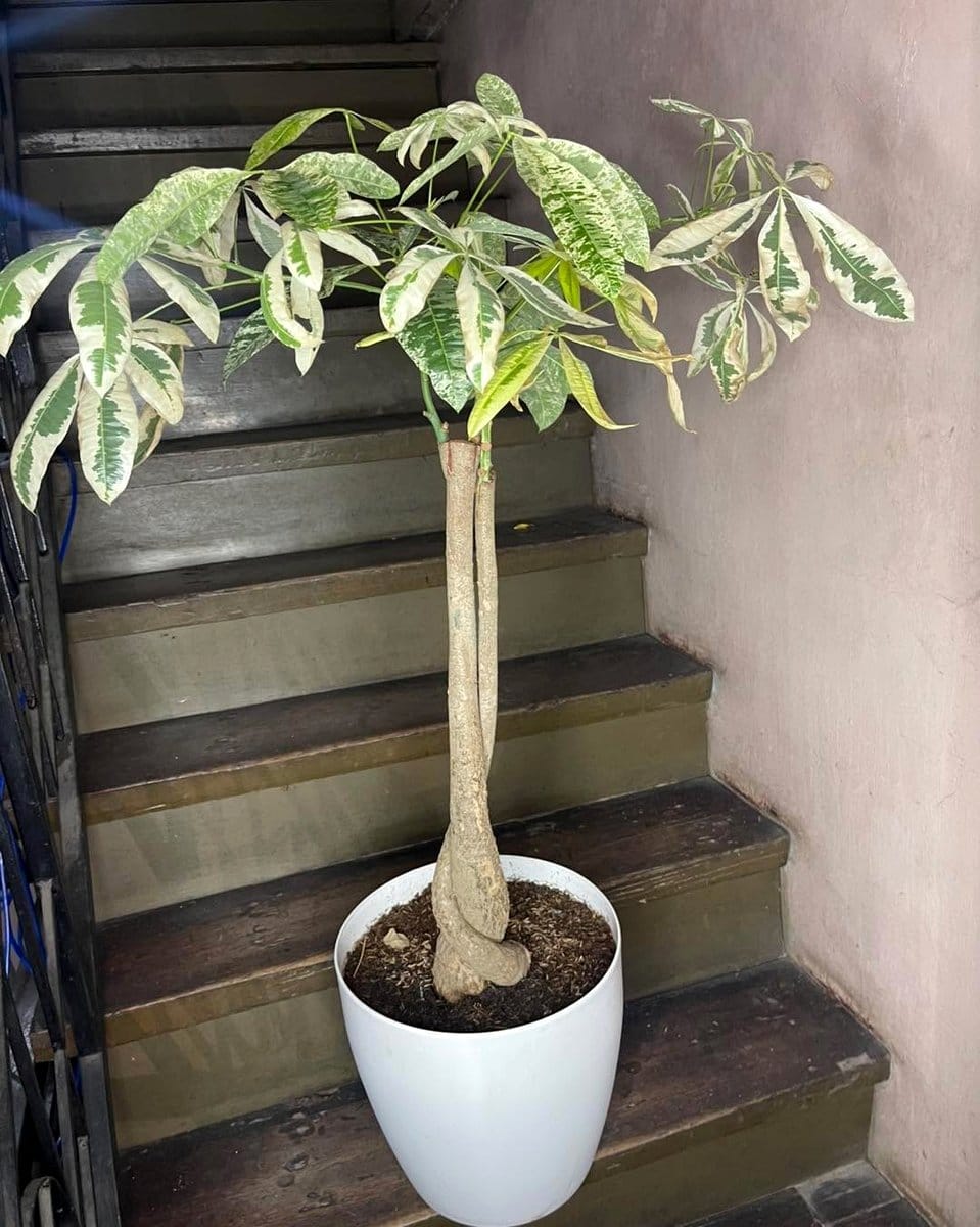 marble plant pots with fiddle leaf figs