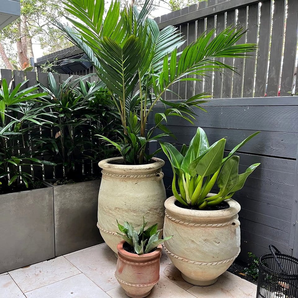 Indoor plants in vintage ceramic pots