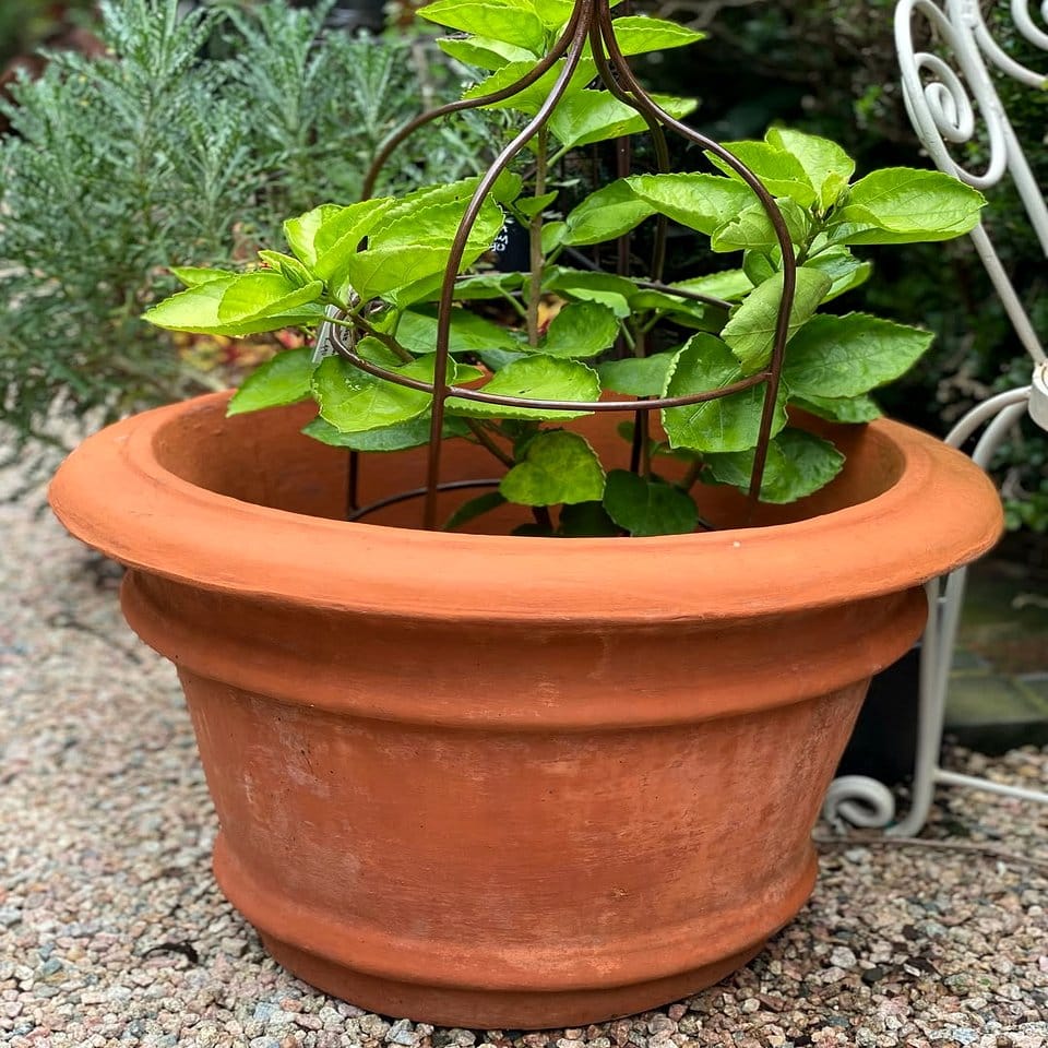 Assorted ceramic and terracotta pots with indoor plants