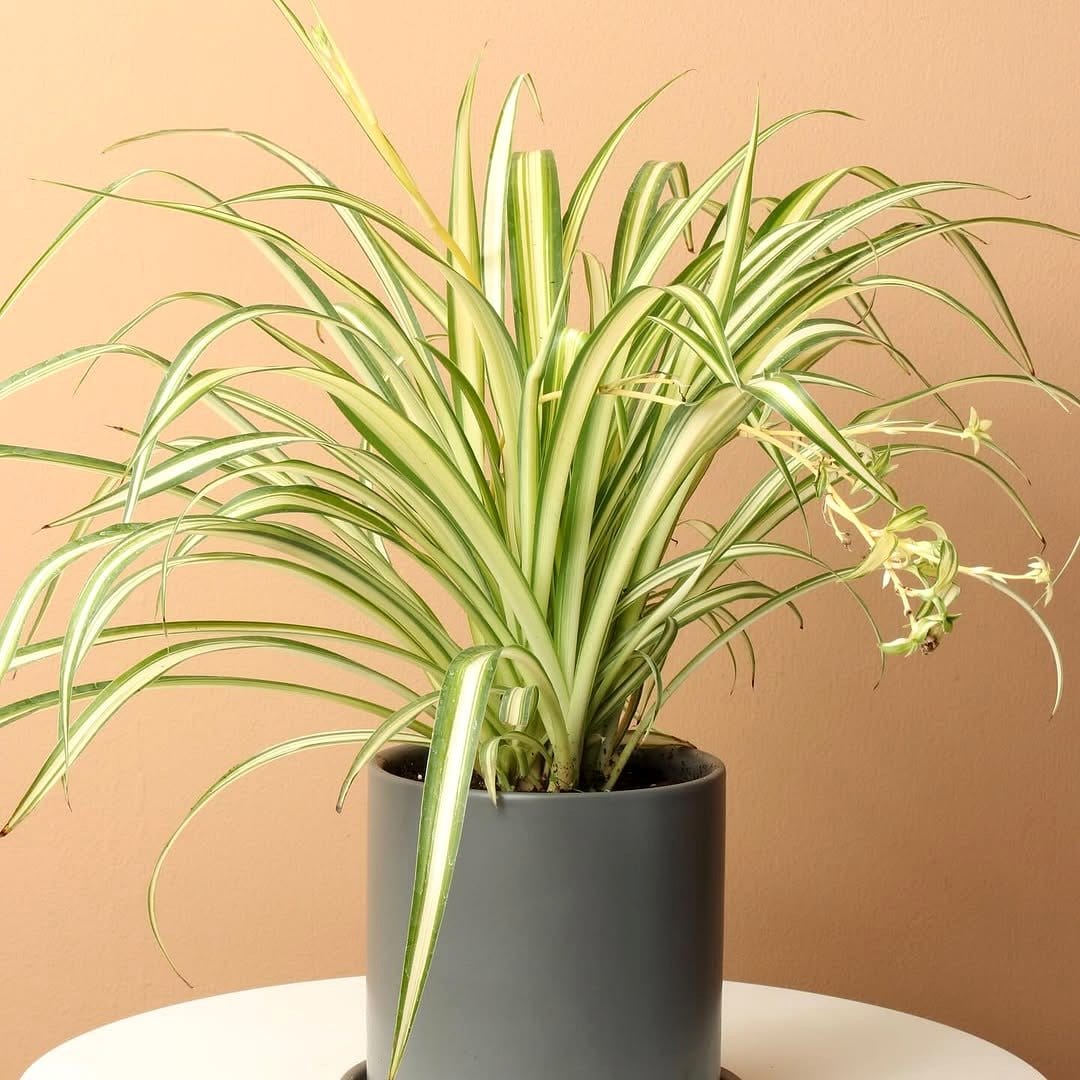 Spider plant with trailing shoots