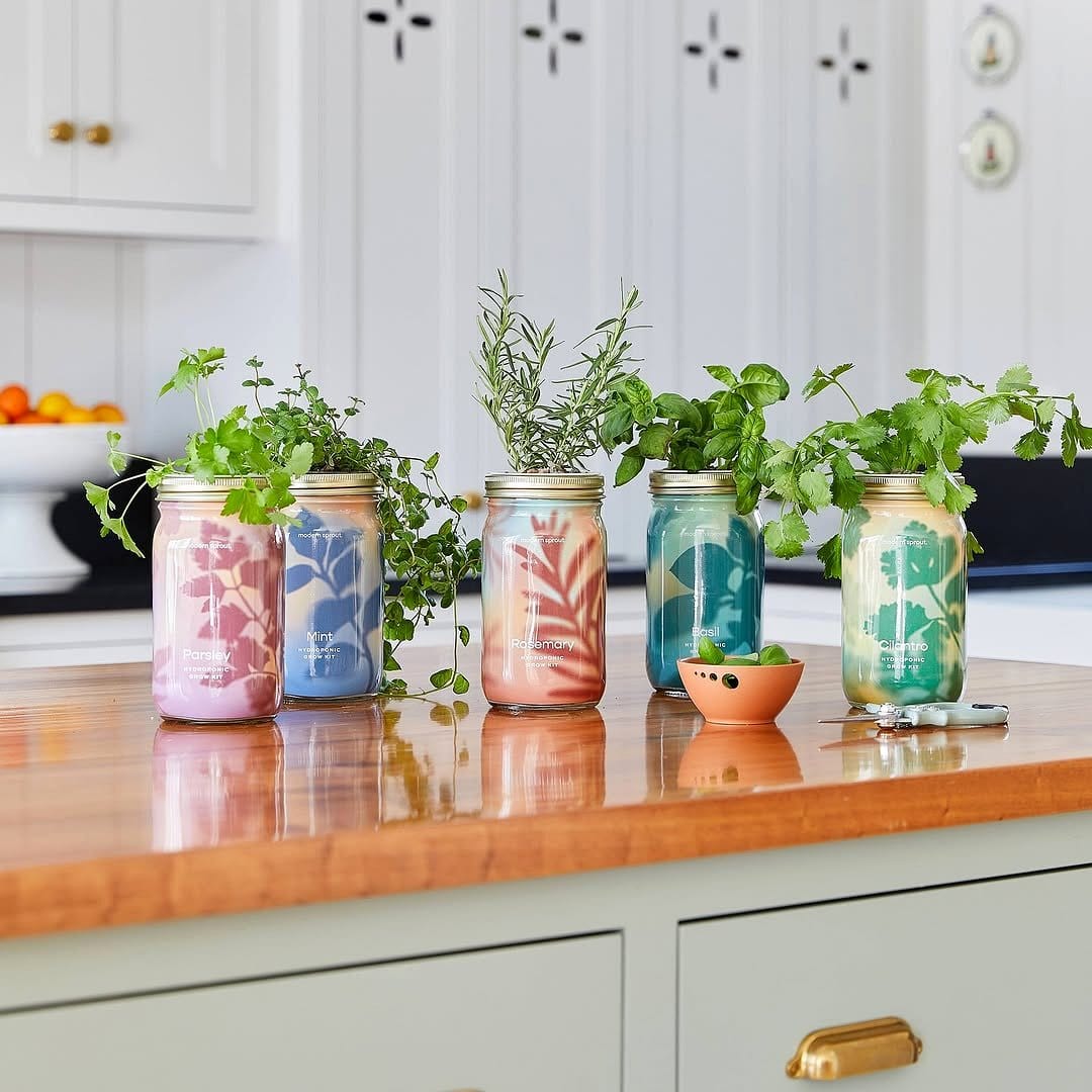mason jars with hydroponic plants