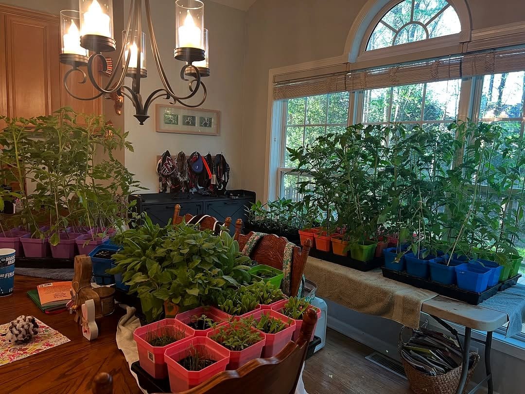 herb plant chandelier in kitchen