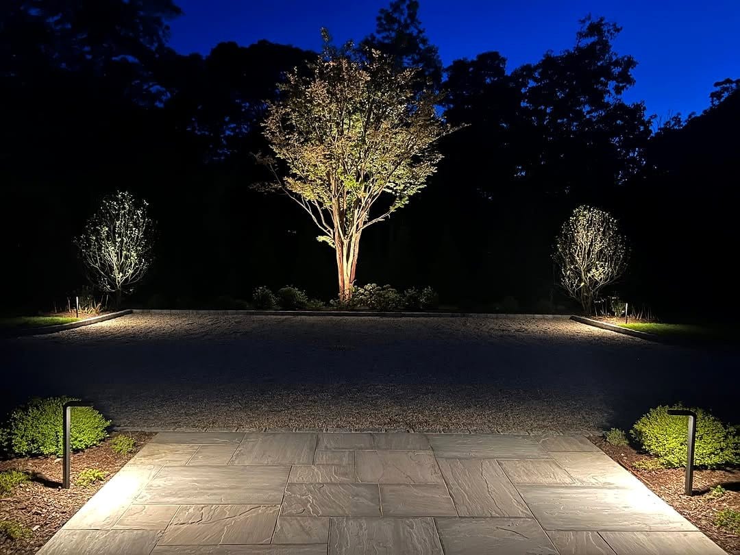 Dark corner with illuminated plant