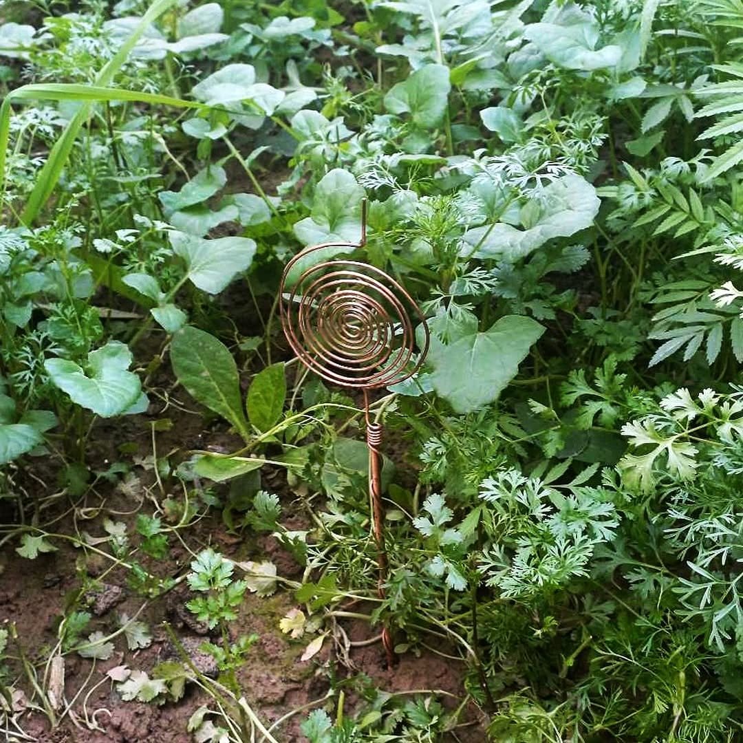 spiral planter with herbs