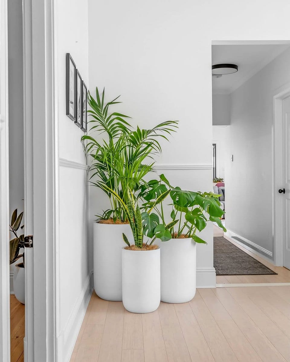 cacti cluster in hallway