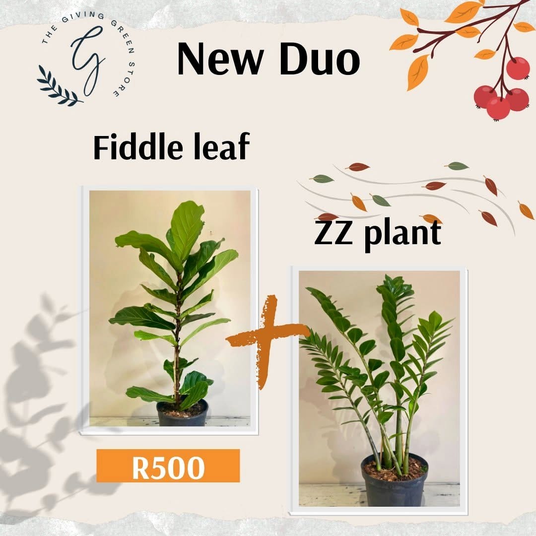 fiddle leaf fig and succulent duo