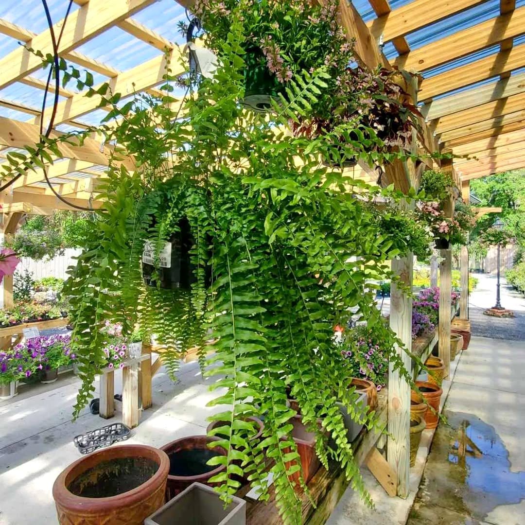 ferns with potted rosemary and lavender in a shaded area