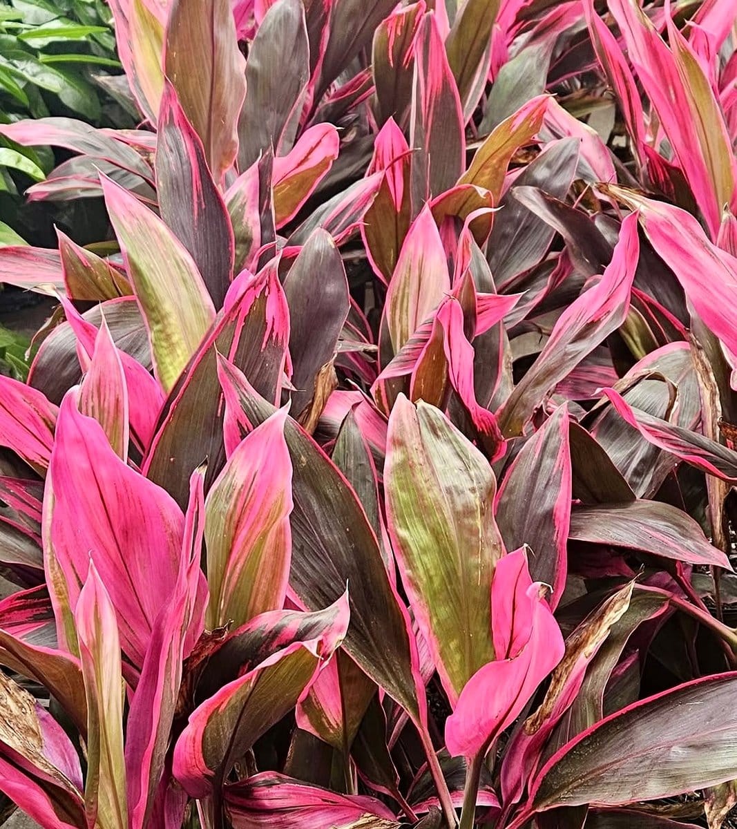 Ti Plant with striking red and green leaves