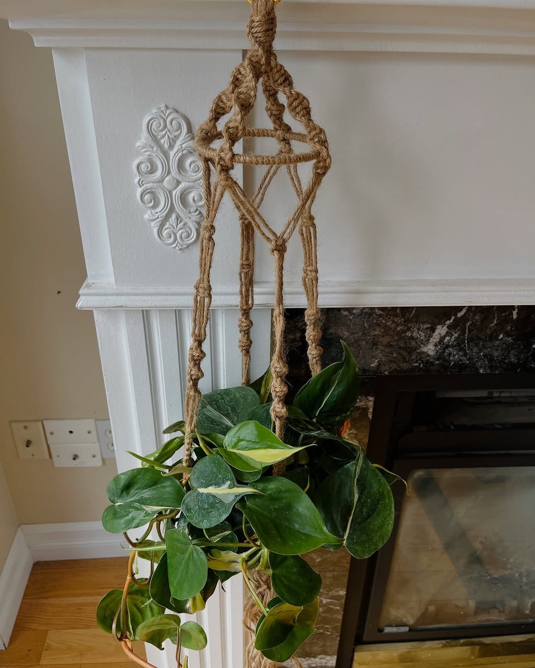 Vibrant philodendron in macrame hanger