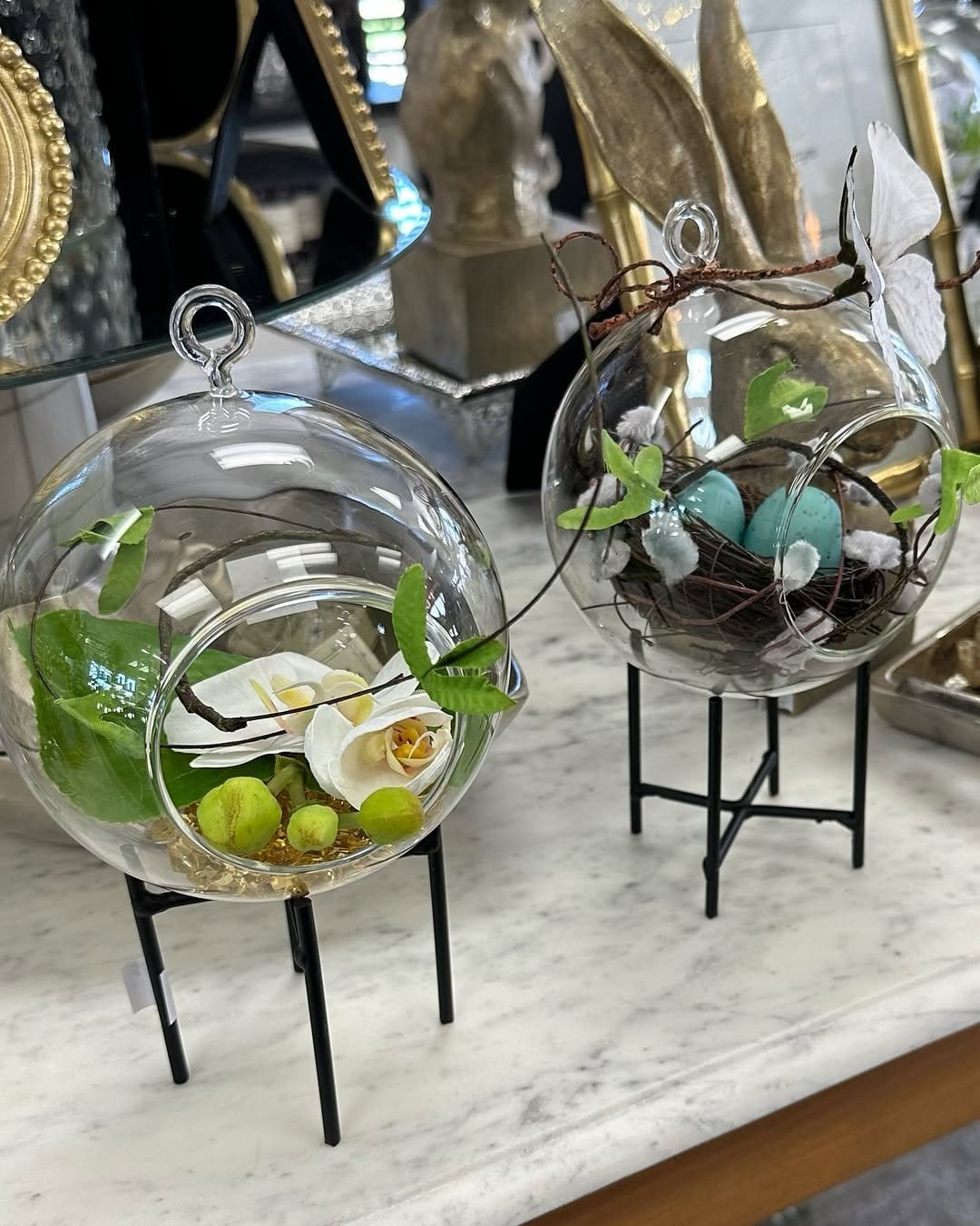 Air plants in transparent glass globes