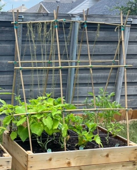 Fresh herbs in rustic hanging pots