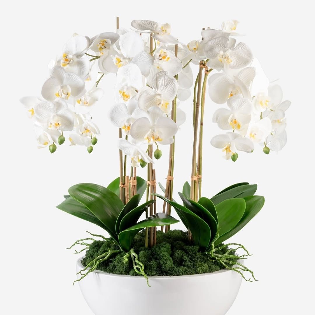 Orchids in elegant glass vase
