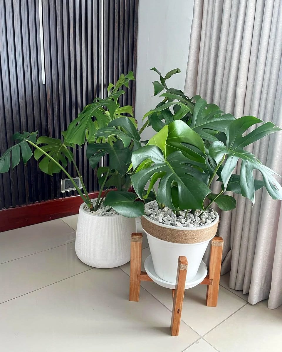 monstera plant in cozy corner
