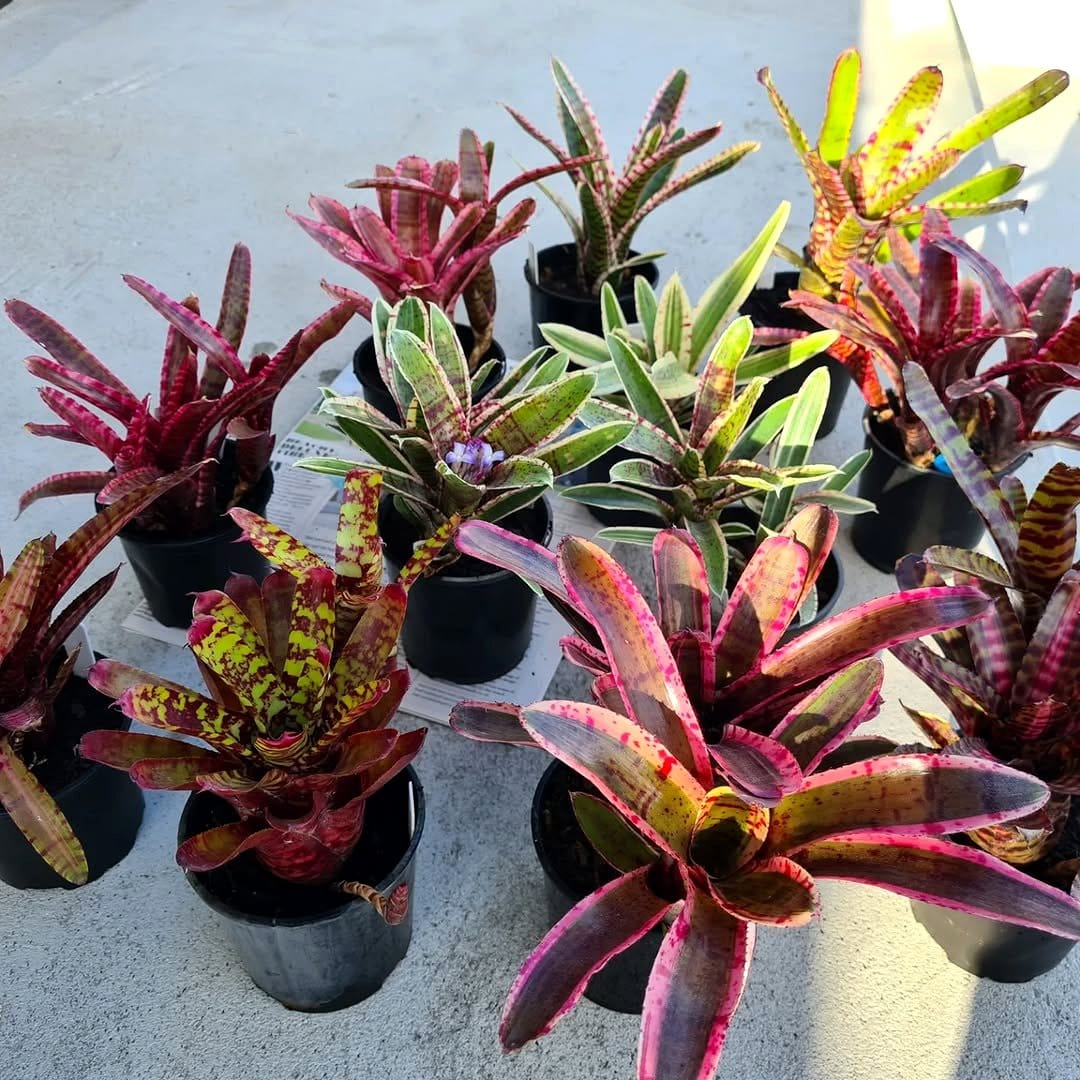 colorful bromeliads in pots