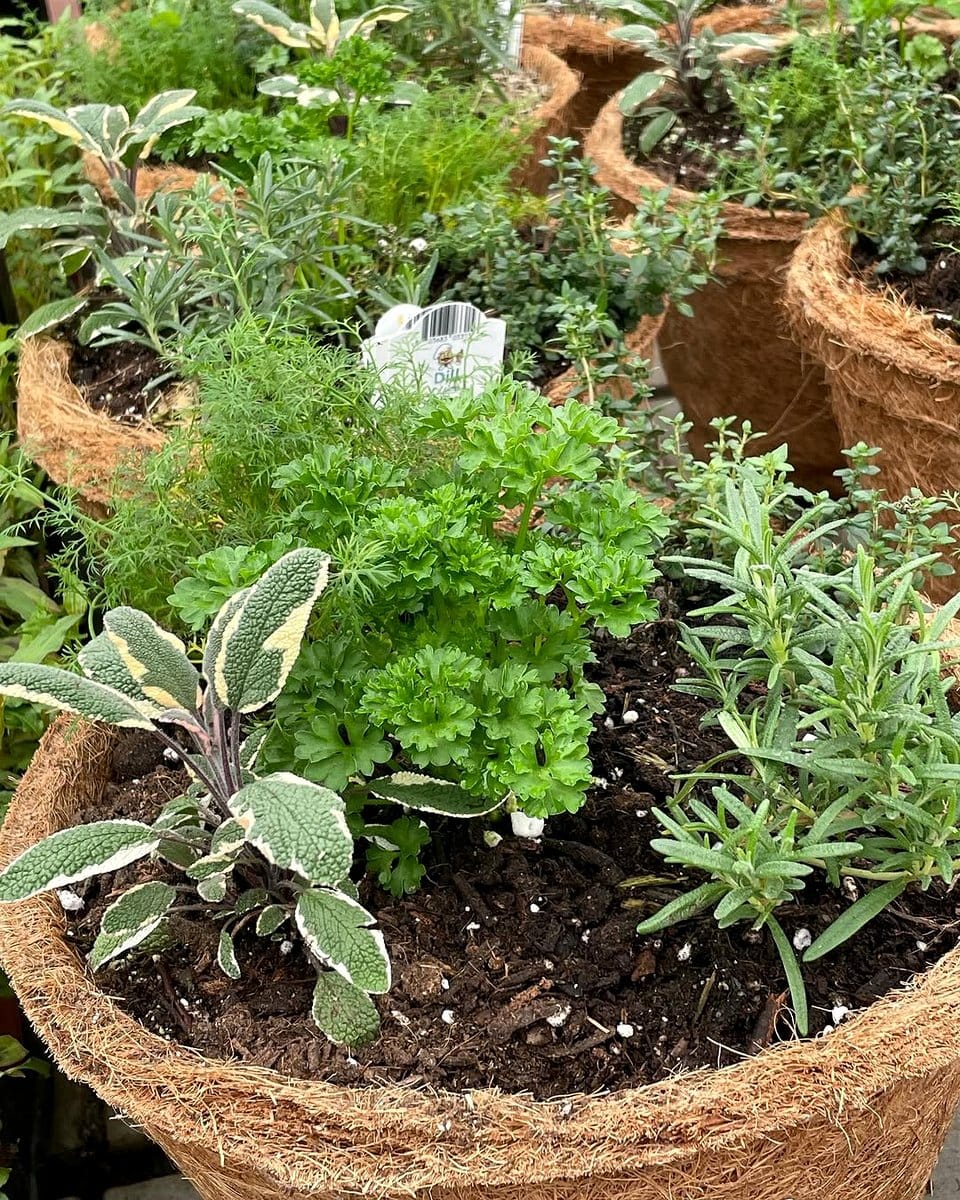 herb planter with basil and thyme