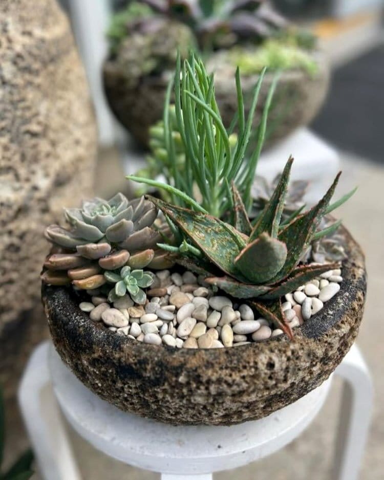 Mirror with succulent and shell frame