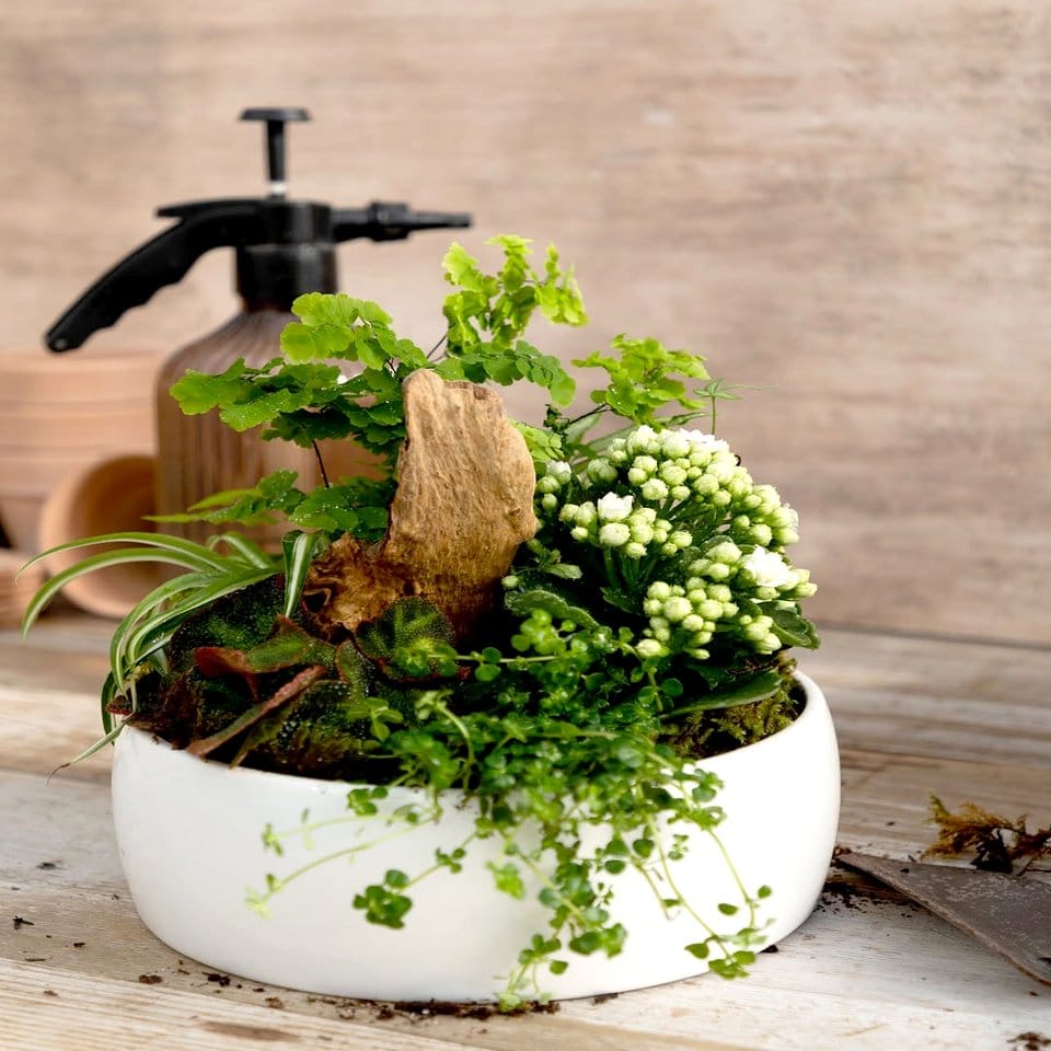 Black and white striped planters with ferns