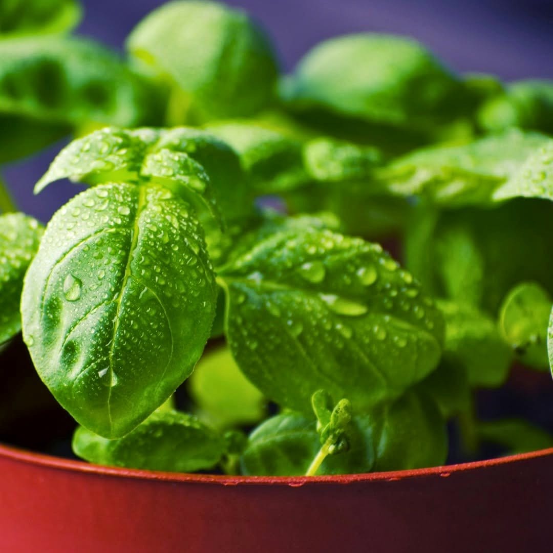fragrant basil microgreens in a small pot