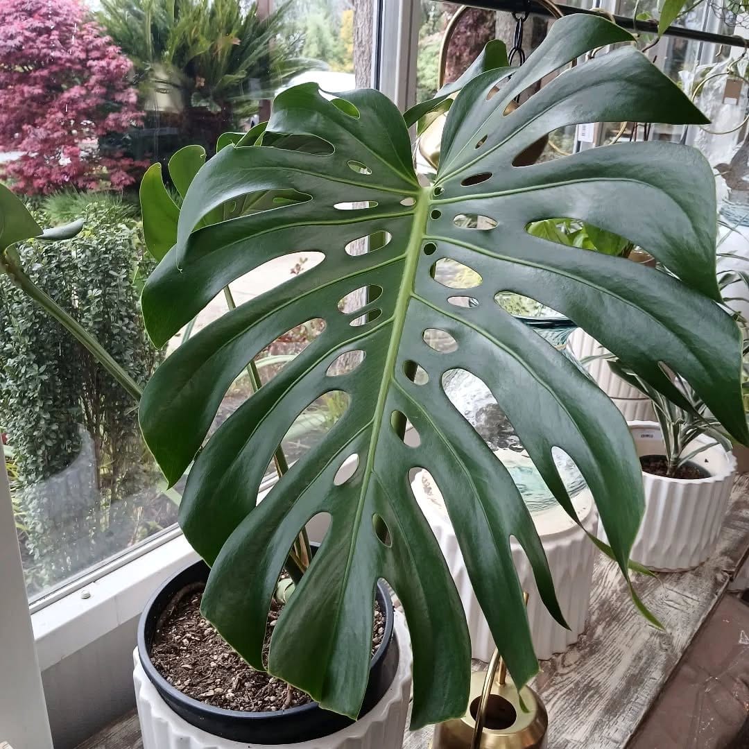 Monstera plant with glossy leaves