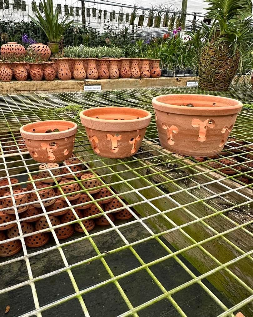 Single orchid in a rough clay pot