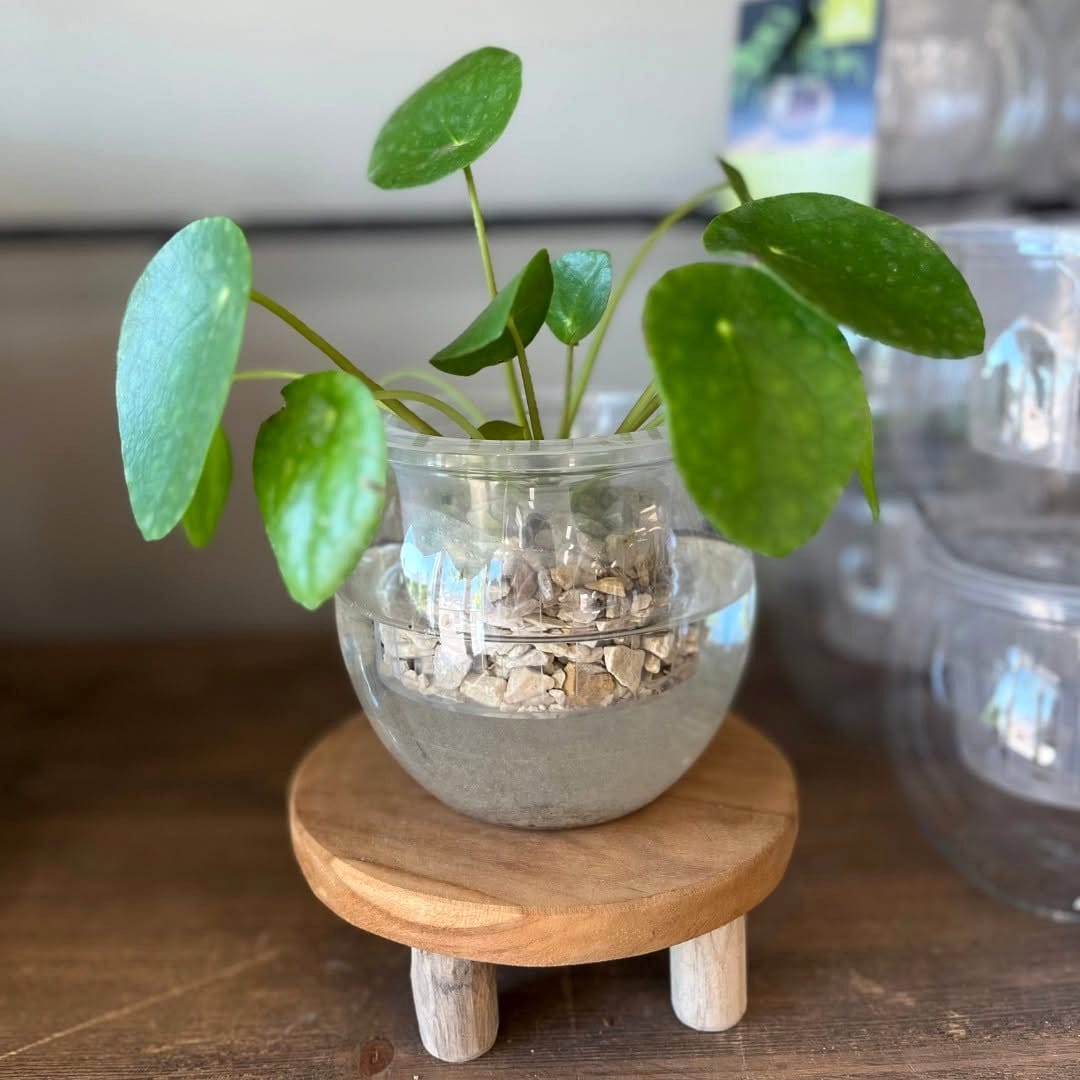 glass pot with hydroponic plant