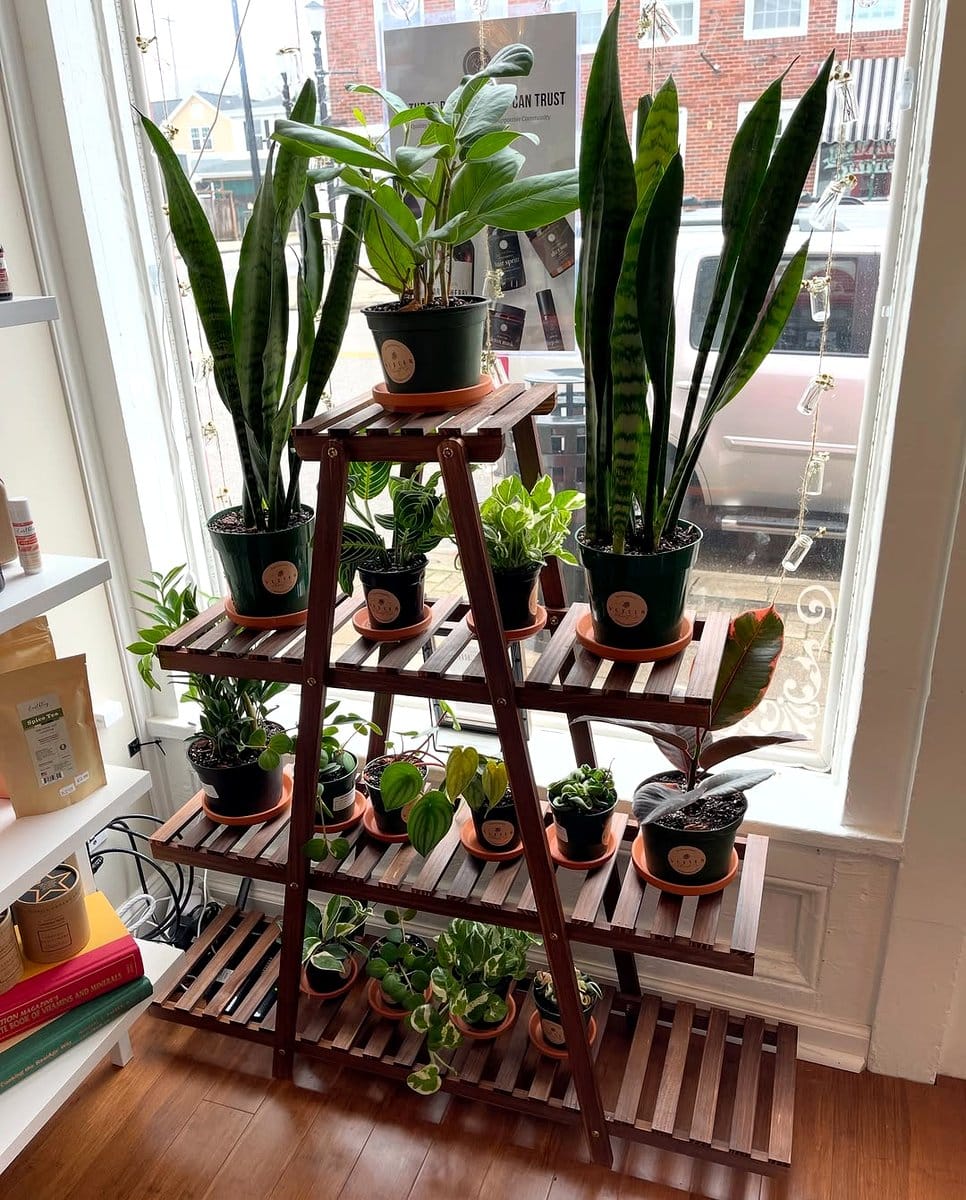 ladder shelf with potted plants