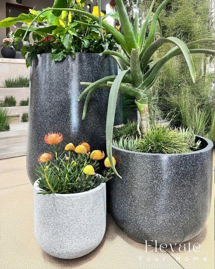Cactus trio in concrete planter