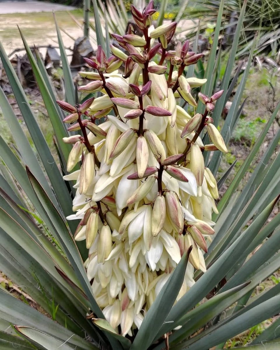 blooming desert yucca