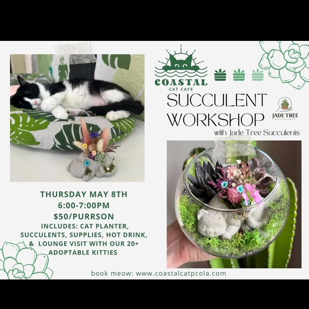 Creative jade and succulent planter arrangement