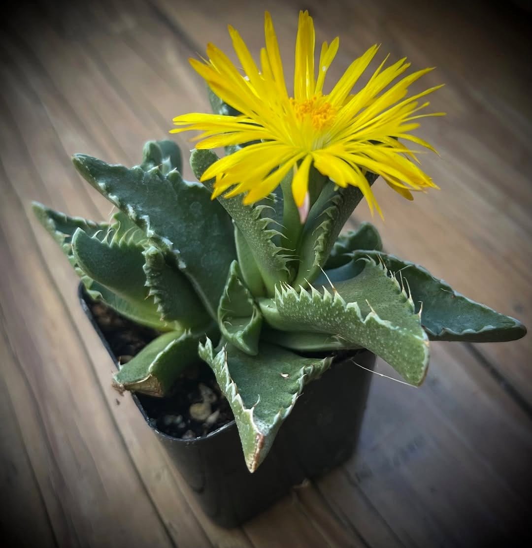 tiger jaws succulent in bloom