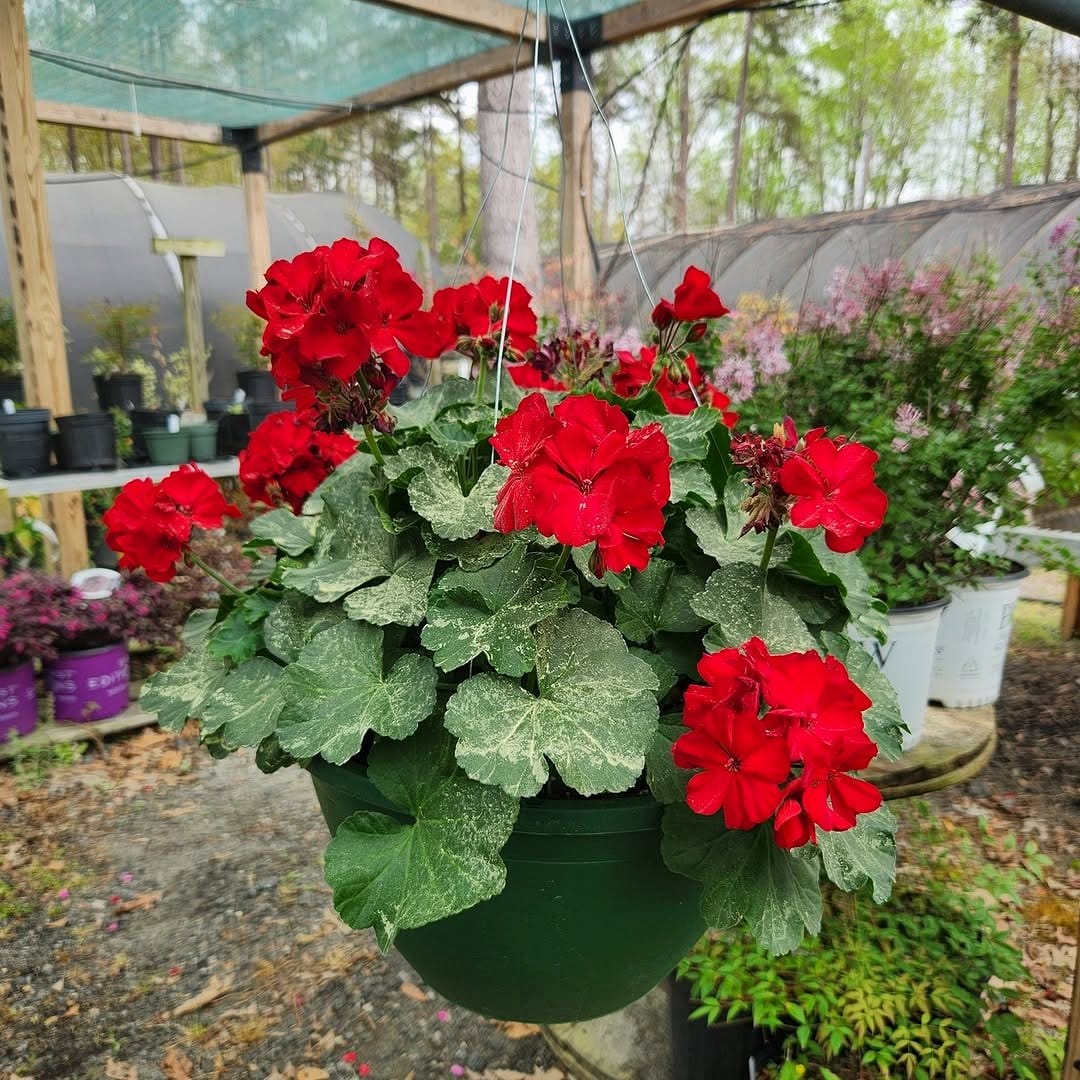 geraniums in hanging basket