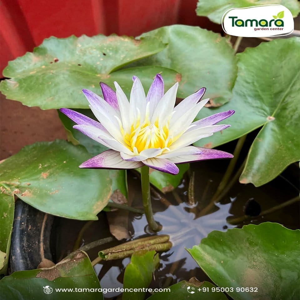 Colorful window box with water lilies