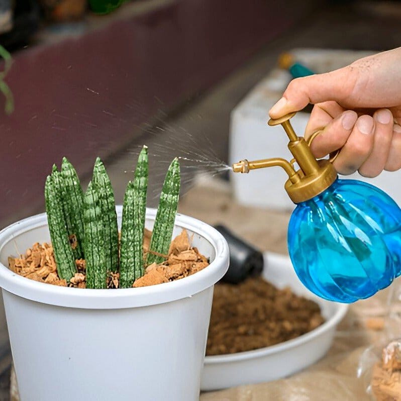 sunny window sill with potted aloe vera