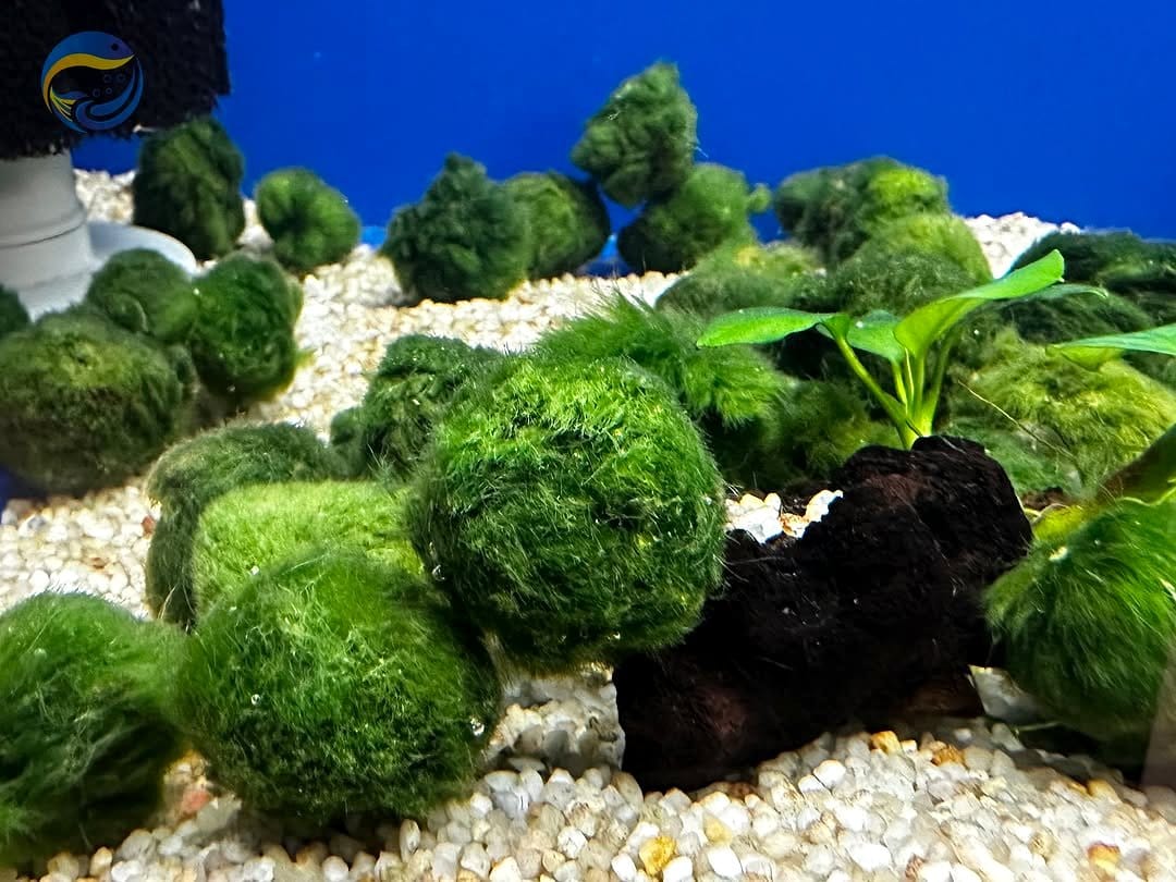 marimo moss balls in fish tank