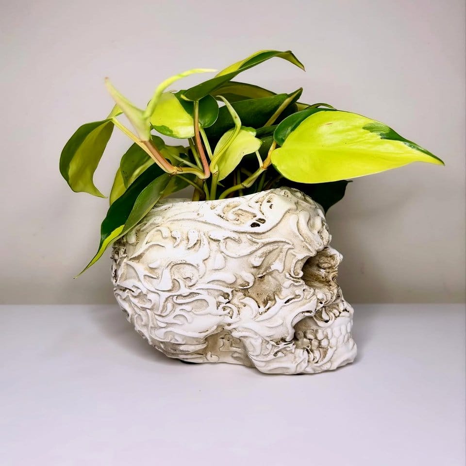 Skull planter with medicinal herbs