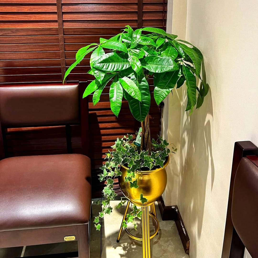 Gold leaf accent plant pots with luxurious designs