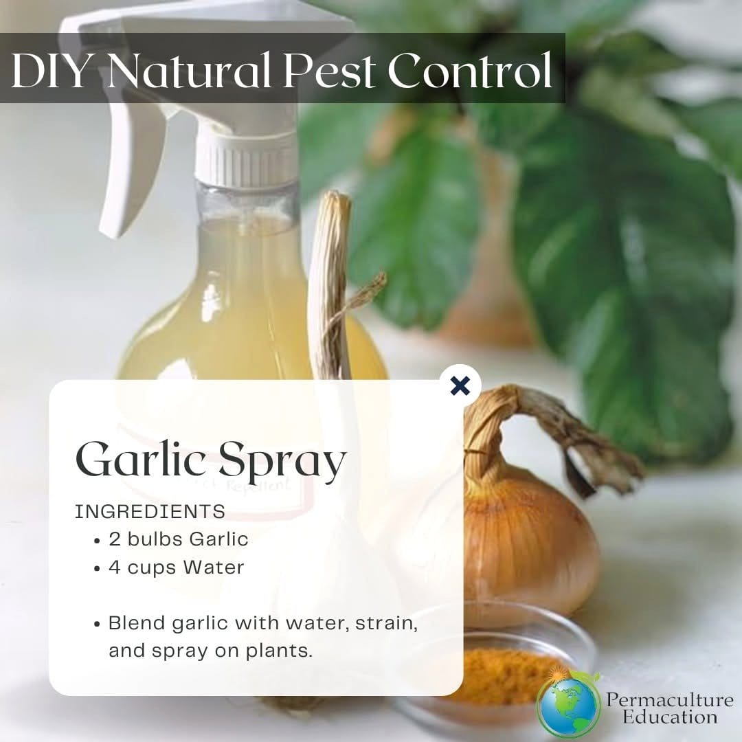 organic pest control spray bottle