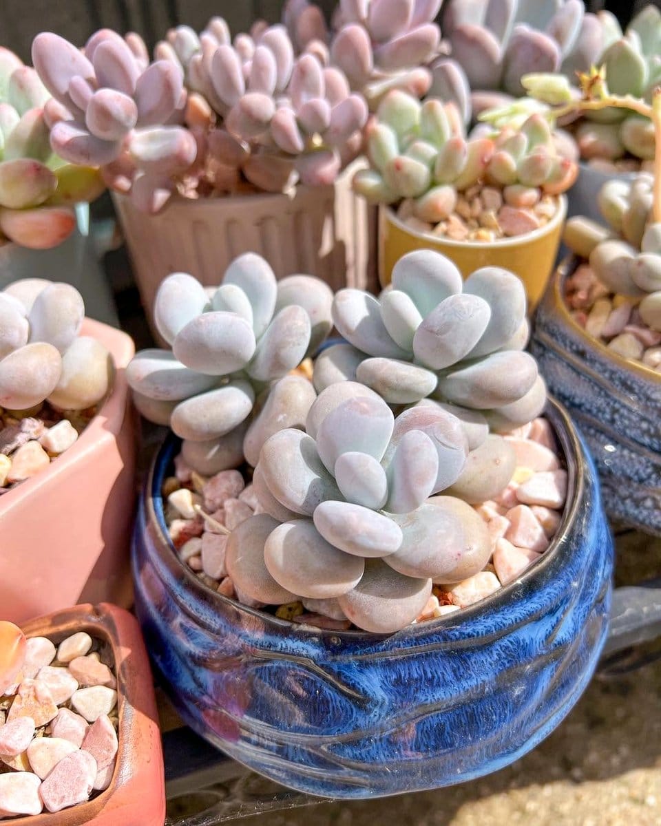 moonstones in terracotta pot