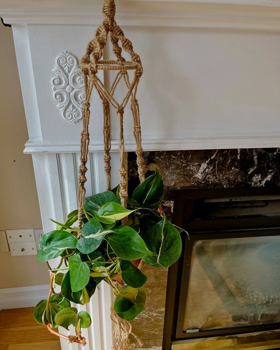 Calathea in a macrame hanger