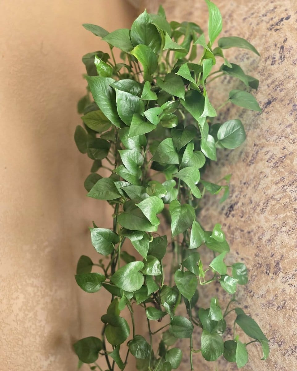 hanging fabric divider with plant pockets