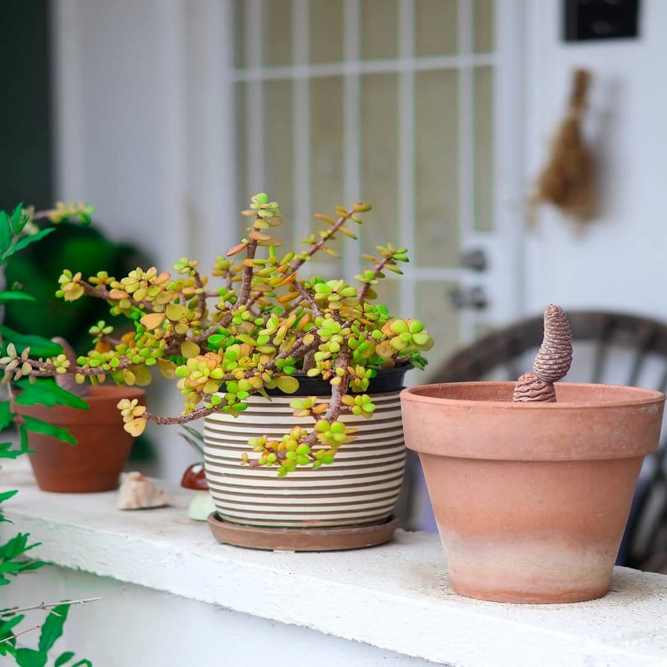 Bright window sill with Ethiopian coffee plants and colorful pots