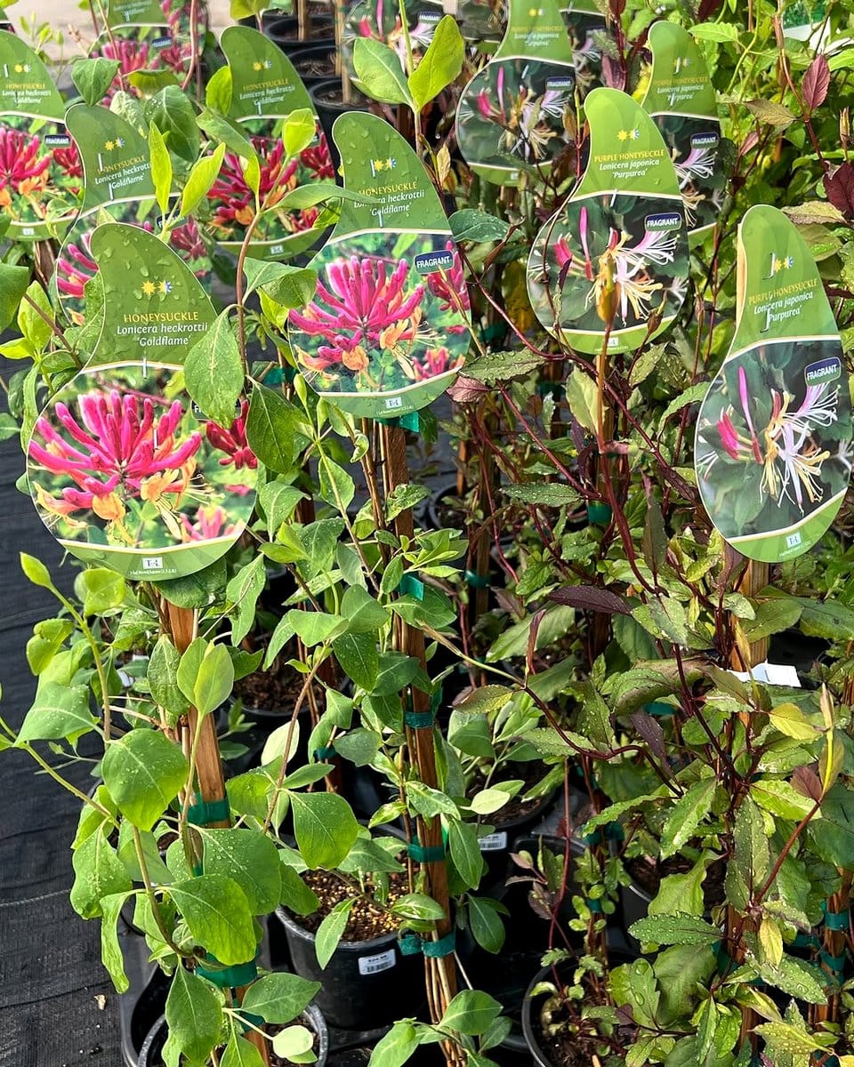 honeysuckle in hanging planter